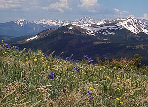 Spaulding Ridge wildflowers, Copper Mtn