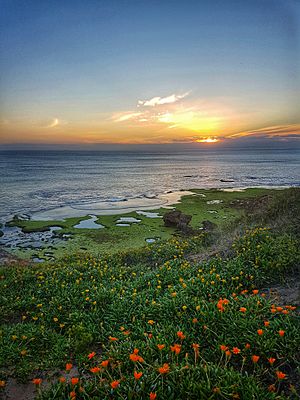 Sunset over rock pools and wildflowers in Sorrento, Mornington Peninsula National Park
