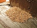 A dense pile of termite faecal pellets, about 10 centimeters by 20 centimeters by several centimeters in height, which have accumulated on a wooden shelf from termite activity somewhere above the frame of this photograph.