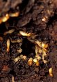 To demonstrate termite repair behaviour, a hole was bored into a termite nest. Over a dozen worker termites with pale heads are visible in this close-up photo, most facing the camera as they engage in repair activities from the inside of the hole. About a dozen soldier termites with orange heads are also visible, some facing outwards from the hole, others patrolling the surrounding area.