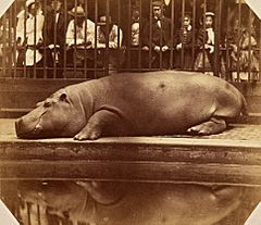 The Hippopotamus at the Regents Park Zoo, ca. 1855
