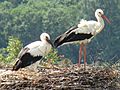 White Stork-Mindaugas Urbonas-1