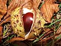 Autumn Conker - geograph.org.uk - 370125