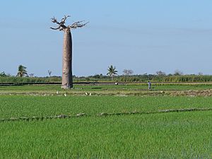 Baobab and rice field