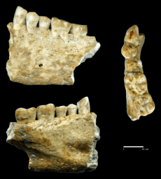 Beeswax as Dental Filling on a Neolithic Human Tooth - Journal.pone.0044904.g001