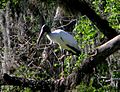 Blue Spring SP - Wood Stork