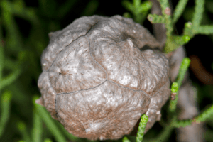 Cupressus forbesii seed pod
