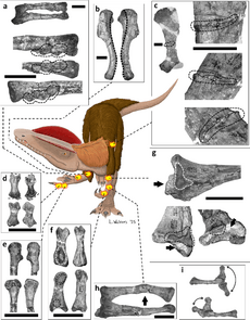 Dilophosaurus pathologies