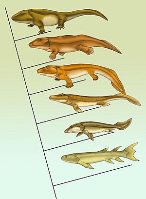 Fishapod evolution
