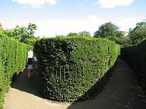 Hampton Court hedge maze