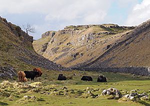 Highland Cattle and Ing Scar
