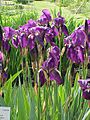 Iris germanica10
