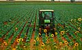 John Deere tractor between cabbage rows