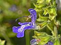 Lamiaceae - Salvia transsylvanica