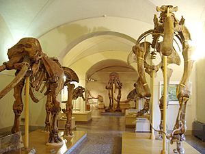 Museo di Storia Naturale di Firenze - paleontology