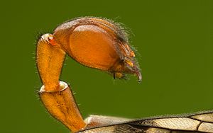 Skorpionsfliege Panorpa communis male genital