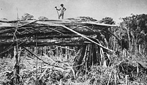 StateLibQld 1 117904 Clearing timber on a block at Mount Tamborine, 1912
