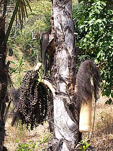 Timor palm wine