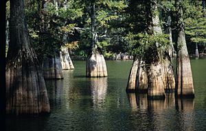 Trees at Big Thicket National Preserve