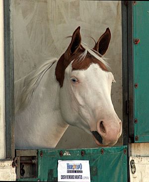 APHA Mare2