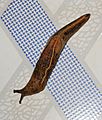 Ambigolimax Slug ഒച്ച് from Calicut Kerala