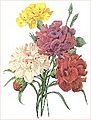 Carnations redoute