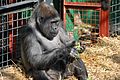 Chessington gorilla eating