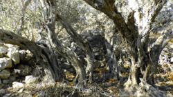 Old olive tree in Bidnija, Malta trunks