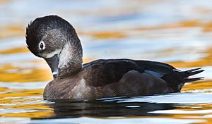 Ring-necked Duck1