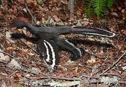 Anchiornis BW.jpg