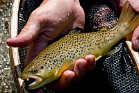 Browntrout029