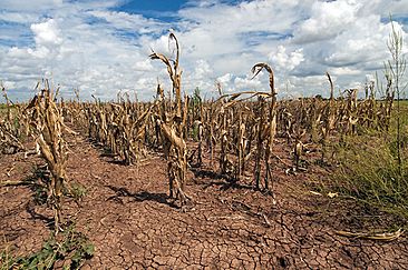 Corn shows the affect of drought
