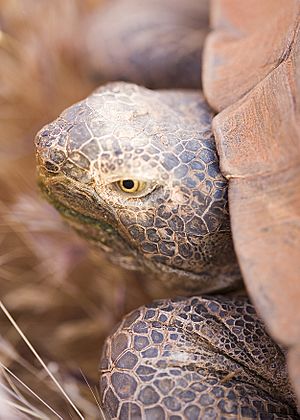 Desert tortoise tds