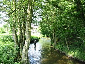 Fly Fishing in Pickering Beck - geograph.org.uk - 183152.jpg