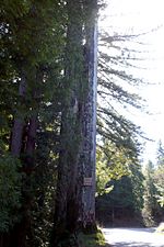 Old Arrow Tree