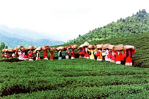 Lahijan tea harvest