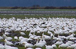 Snow geese on Fir Island, Skagit River Delta
