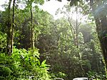 Tropical forest.JPG