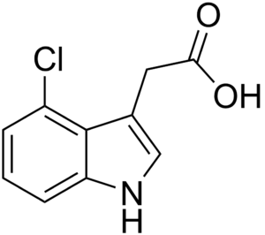4-chloroindole-3-acetic acid