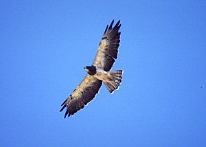 Adult S.Hawk in flight