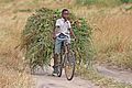 African boy transporting fodder by bicycle edit