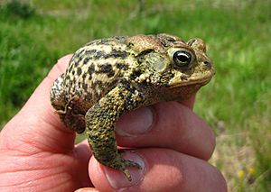 American toad (5799355327)