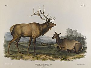 Brooklyn Museum - American Elk - John J. Audubon.jpg