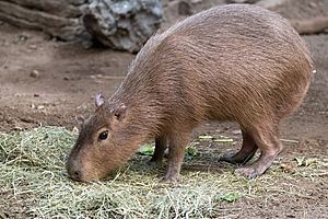 Capybara Eating Hay 11 11 2018