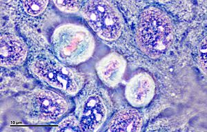 Cell culture (HeLa cells) (261 18) Cell culture (HeLa cells) - metaphase, telophase