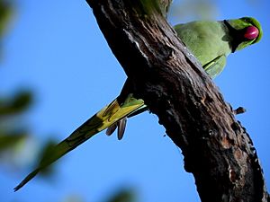 Common Parakeet at Keoladeo National Park, Bharatpur Rajasthan, India