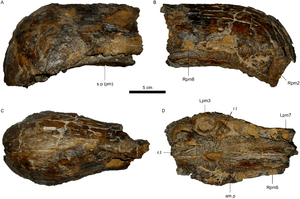 Holotype snout fossil of Oxalaia in right lateral view, left lateral view, ventral view, and slightly oblique ventral view
