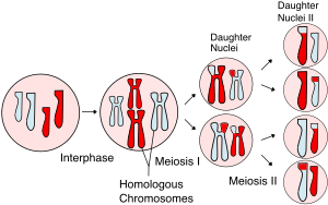 Meiosis Overview new