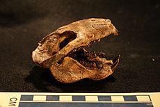 Meniscoessus skull