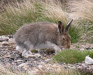 Mountain Hare Scotland